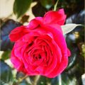 Mes fleurs du dimanche