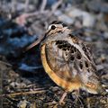 American Woodcock