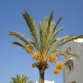 Les palmiers de ... Yasmine Hammamet