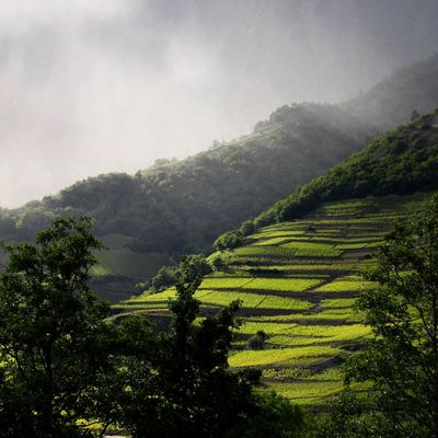 Lumière sur les vignes