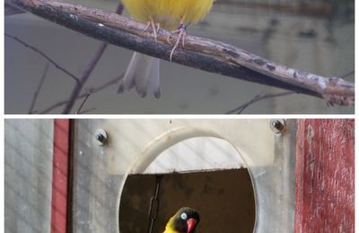 Un dimanche au botanique