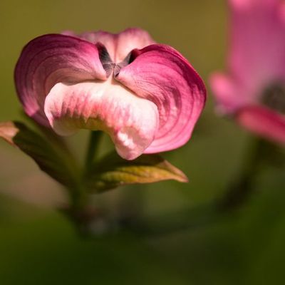 dans un jardin public