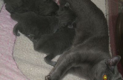 Naissances de chatons chartreux