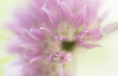 fines herbes en fleur