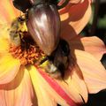 Macro - Bourdon sur dahlia