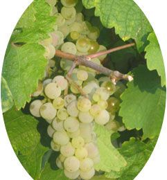 Cépages - Grape variety