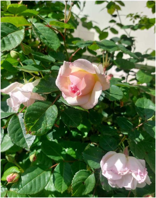 Quelques roses de mon jardin photographiées lors d'une rare éclaircie.