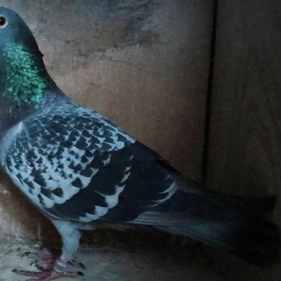 le premier de Vinaros (1167 kms) du 5 juillet