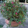 Bouturez vos fuchsias pour obtenir de nouveaux plants