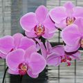 Orchidée phalénopsis