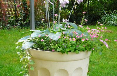 Des nouvelles du hosta en pot: l'arrivée des fleurs !