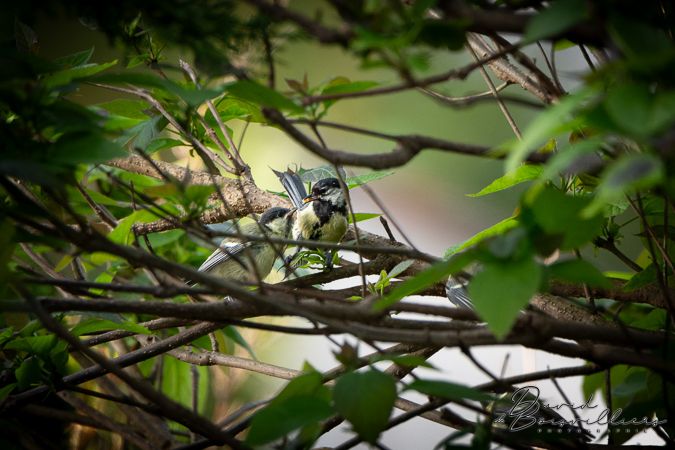 Les bébés du jardin