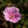 Au jardin: Géranium Sanguineum Striatum.