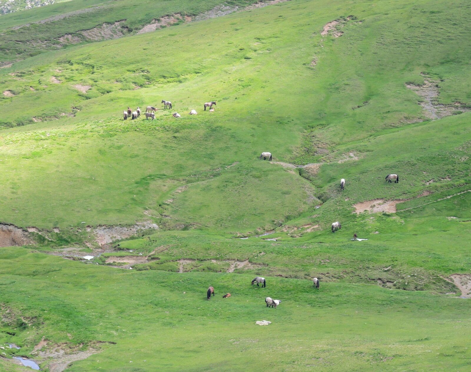 Col de l'Iou, rando Pombie-Peyreget, panorama cirque d'Aneou, troupeaux  (64)