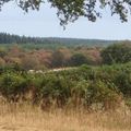 Arbres et canicule