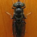 Hermetia illucens - Stratiomyidae