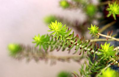 un petit tour de jardin