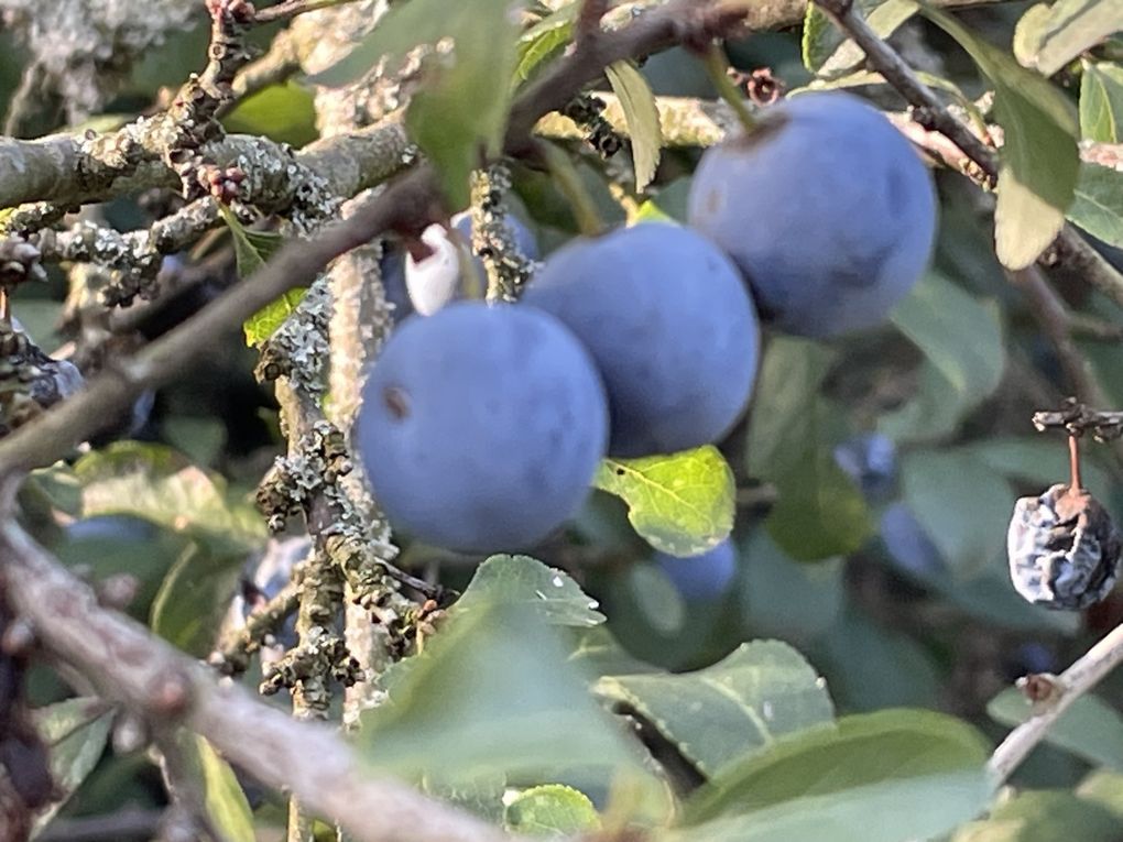 Mardi 14 octobre 2025 : j'ai fait découvrir cet Etang des Martailles (Martres d'Artière, 63430 Martres d'Artière) à Marike , nous en avons fait le tour , moi j'y viens souvent  mon diapo s'en suit , mes photos datent du 11 oct 2025