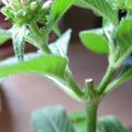 Fleurs roses pour l'intérieur intérieur : Pentas lanceolata 