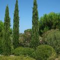 Le Parc botanique de Saleccia dans le jardin de la Corse !