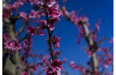 Le Petit Francophone d'avril 