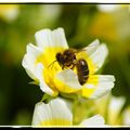 ABEILLE