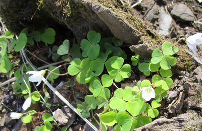 Oxalis petite oseille, Pain de coucou