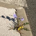 Petites fleurs de béton 