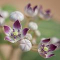 Calotropis Procera