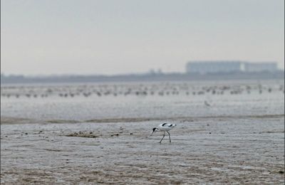 Novembre en baie de l'Aiguillon