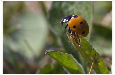 Coccinelle à 7 points