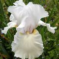 les iris du jour