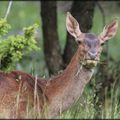 Affût biche avec Adrien