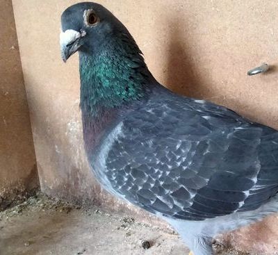 Marseille du 20 juillet 