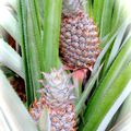 news de mes ananas