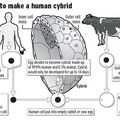 UK : feu vert aux embryons hybrides humain-animal  