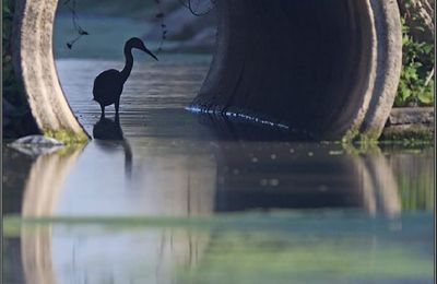 La buse et l'aigrette