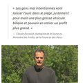 Réseau de braconniers d'ours qui les torturent pour en tirer plus de profits