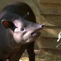 un tapir de très près......