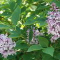 Syringa pubescens subsp. patula 'Miss Kim'