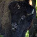 PARC ANIMALIER DE THOIRY : Gros plan d'un bison