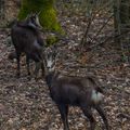 Chamois en quête de nouvelle nourriture