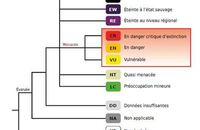 La Liste rouge mondiale des espèces menacées célèbre son demi-siècle !