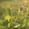 le goût du jardin sur les choses