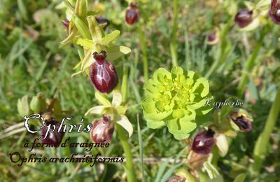 Ophrys et Orchis 