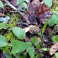 Album morilles communes 2021 en Pyrénées Atlantiques