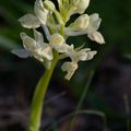 A la découverte des orchidées de la Drôme : l'Orchis x penzigiana