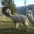 Balade inédite à la découverte de la montagne des lamas à La Bresse