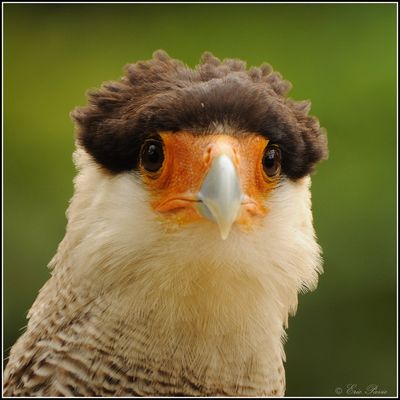 Je suis le Caracara...Ok!!!