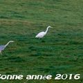 Meilleurs voeux 2016 !